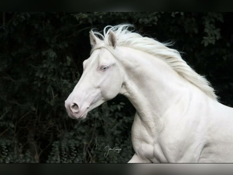 Caballo de deporte portugués Mestizo Semental 11 años 155 cm Cremello in Kupferzell