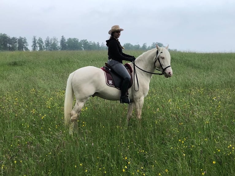 Caballo de deporte portugués Mestizo Semental 11 años 155 cm Cremello in Kupferzell