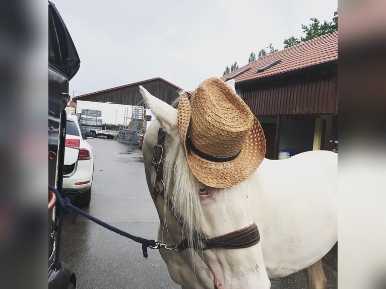 Caballo de deporte portugués Mestizo Semental 11 años 155 cm Cremello in Kupferzell