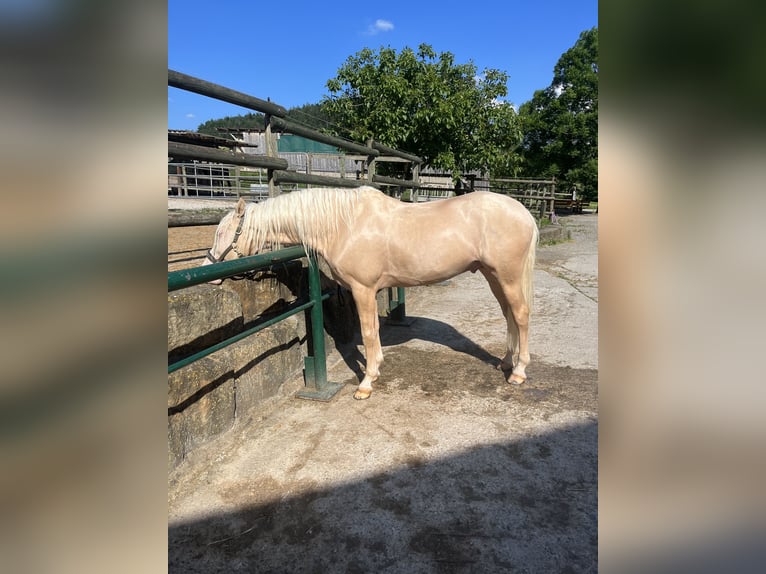 Caballo de deporte portugués Mestizo Semental 11 años 160 cm Cremello in Kupferzell