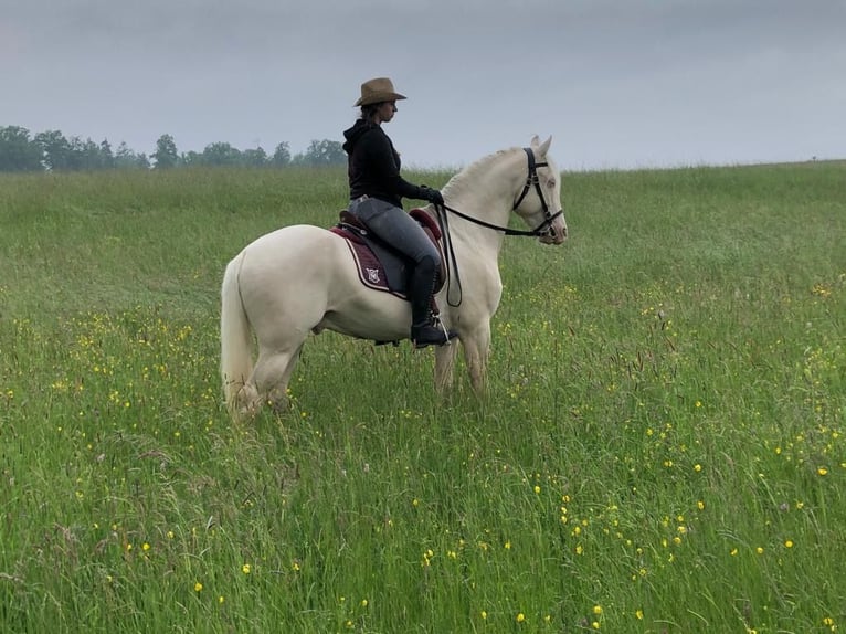 Caballo de deporte portugués Mestizo Semental 11 años 160 cm Cremello in Kupferzell