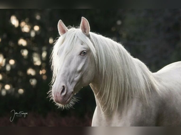 Caballo de deporte portugués Mestizo Semental 11 años 160 cm Cremello in Kupferzell