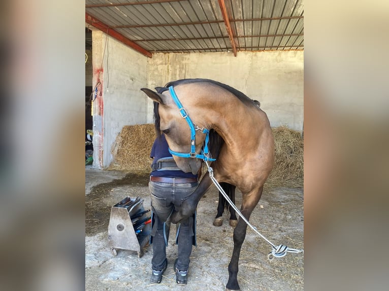 Caballo de deporte portugués Semental 12 años Castaño in Bitonto