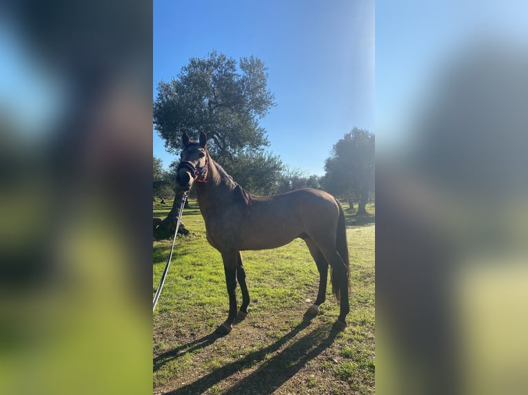 Caballo de deporte portugués Semental 12 años Castaño in Bitonto