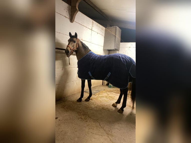 Caballo de deporte portugués Semental 12 años Castaño in Bitonto