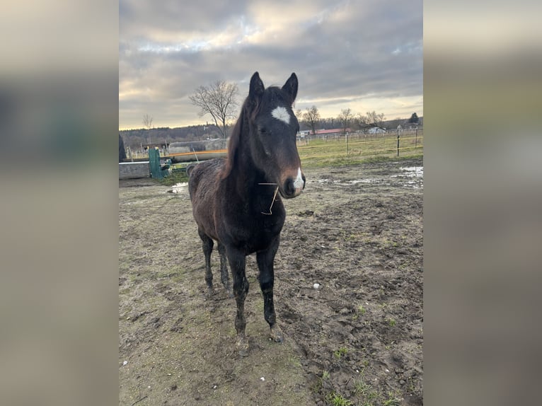 Caballo de deporte portugués Mestizo Semental 1 año 150 cm Musgo in Langenau