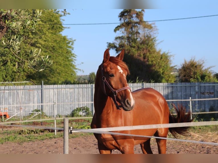 Caballo de deporte portugués Semental 3 años 160 cm Alazán-tostado in Leiria