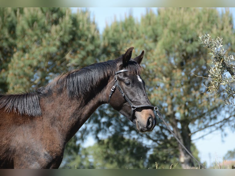 Caballo de deporte portugués Semental 3 años 162 cm Negro in Água Derramada