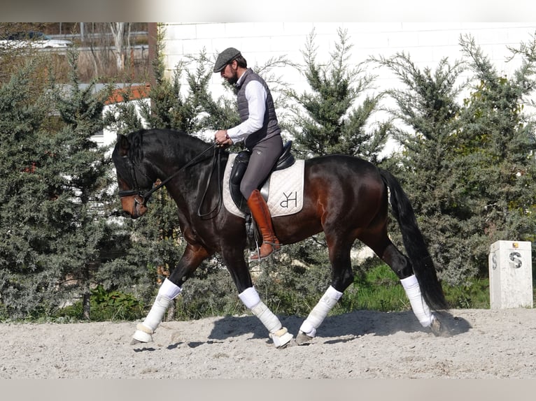 Caballo de deporte portugués Mestizo Semental 4 años 161 cm Castaño in Navarra
