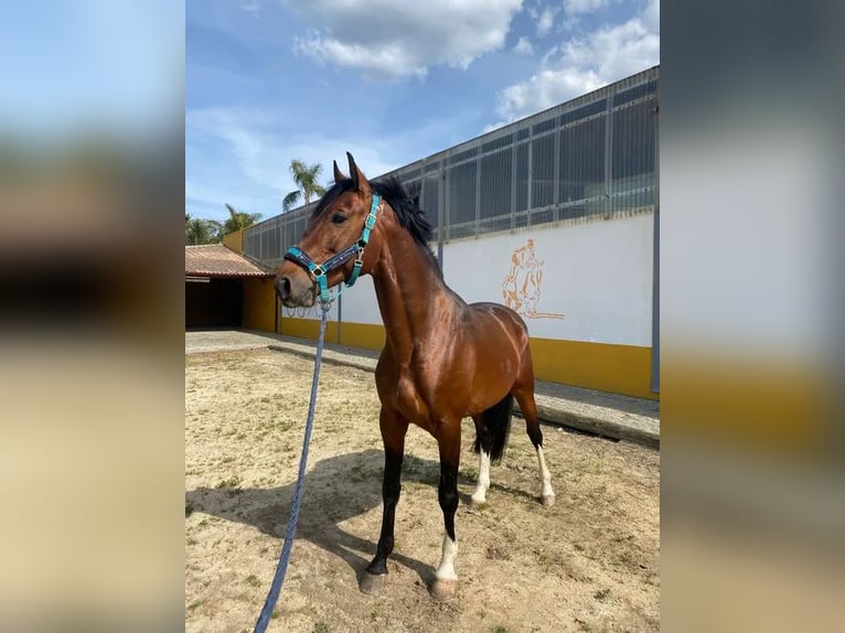 Caballo de deporte portugués Mestizo Semental 4 años 165 cm Castaño rojizo in AVEIRO