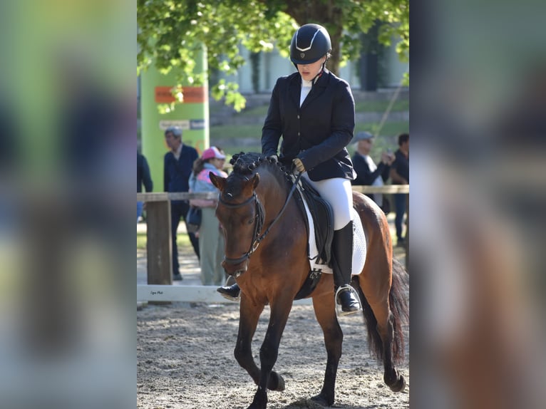 Caballo de deporte portugués Semental 9 años 135 cm Castaño oscuro in Ponte de Lima