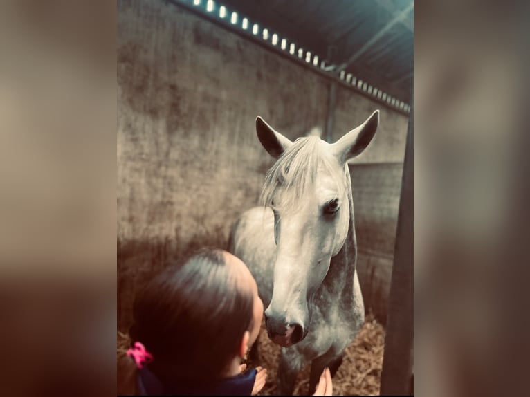 Caballo de deporte portugués Yegua 10 años 160 cm Tordo in Laarne