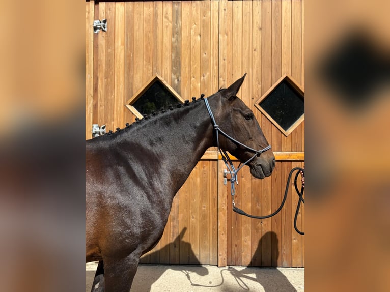 Caballo de deporte portugués Yegua 12 años 155 cm Castaño oscuro in Eggerm&#xFC;hlen OT Bockraden