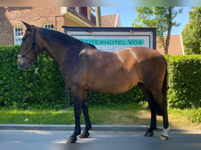 Caballo de deporte portugués Yegua 12 años 155 cm Castaño oscuro in Eggerm&#xFC;hlen OT Bockraden