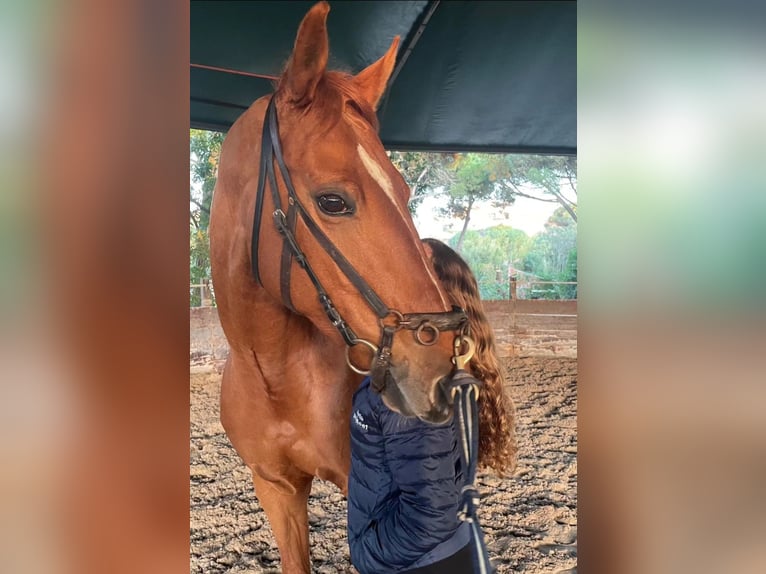 Caballo de deporte portugués Mestizo Yegua 12 años 164 cm Alazán-tostado in Algueirão