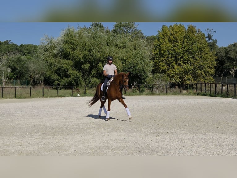 Caballo de deporte portugués Mestizo Yegua 12 años 164 cm Alazán-tostado in Sintra