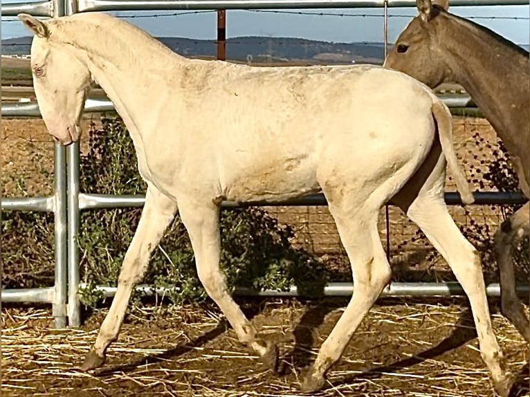 Caballo de deporte portugués Yegua 1 año 168 cm Perlino in Bienvenida