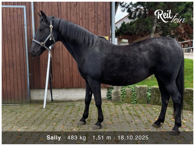Caballo de deporte portugués Mestizo Yegua 21 años 151 cm Negro in Backnang