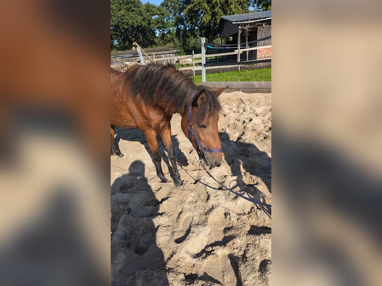 Caballo de deporte portugués Yegua 2 años Castaño in Bohmte