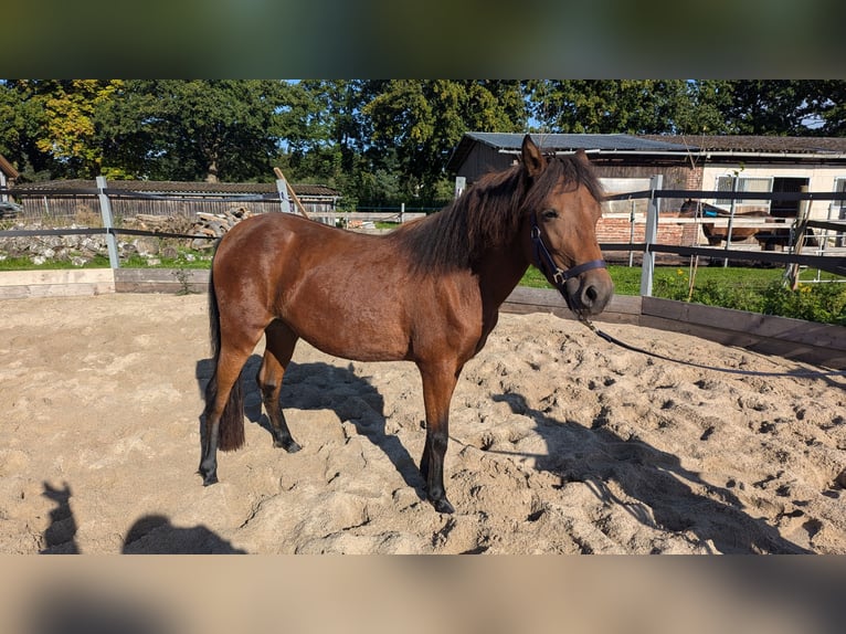 Caballo de deporte portugués Yegua 2 años Castaño in Bohmte