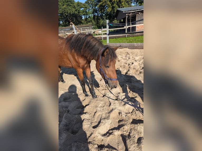 Caballo de deporte portugués Yegua 3 años 135 cm Castaño in Bohmte