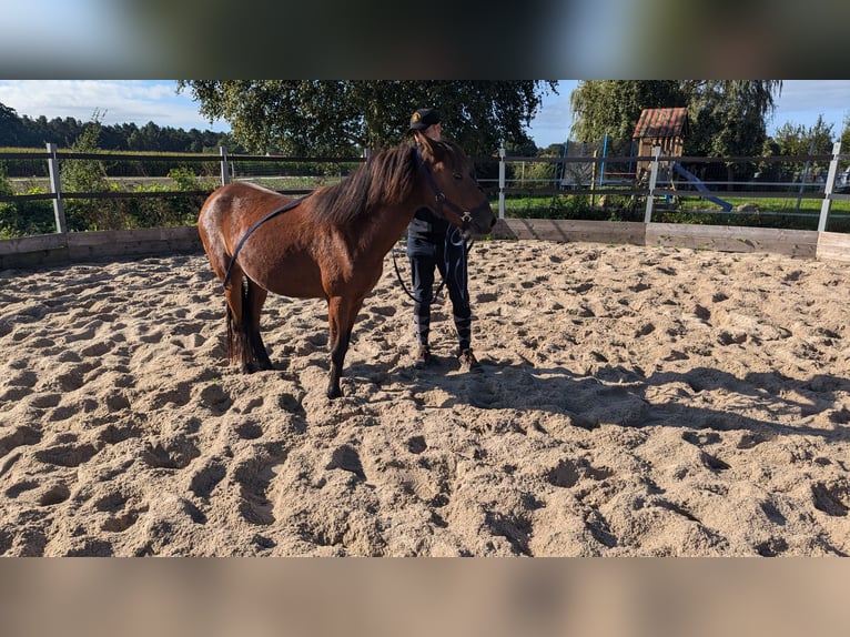 Caballo de deporte portugués Yegua 3 años Castaño in Bohmte