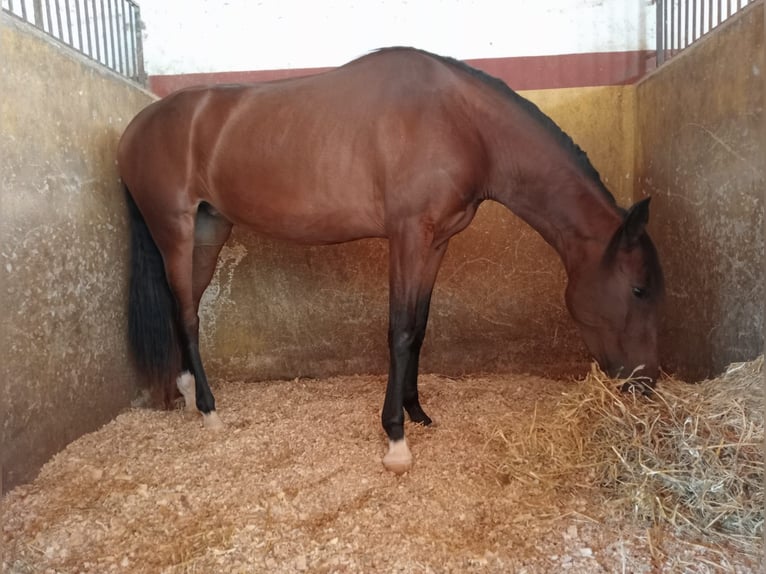 Caballo de deporte portugués Yegua 3 años Castaño rojizo in Molina De Segura