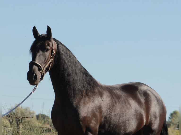 Caballo de deporte portugués Mestizo Yegua 5 años 167 cm Negro in Santarém, Cartaxo