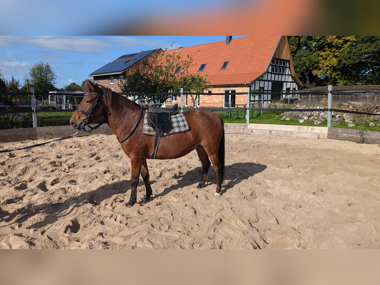 Caballo de deporte portugués Yegua 7 años 126 cm Castaño in Bohmte