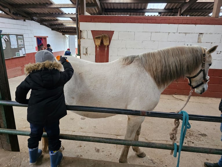 Caballo de deporte portugués Yegua 8 años 152 cm Tordo in Tholey
