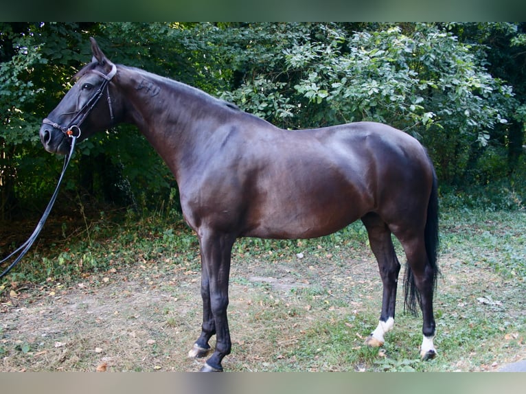 Caballo de deporte portugués Yegua 9 años 168 cm Negro in Lausanne