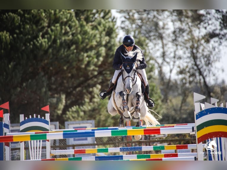 Caballo de deporte portugués Yegua 9 años 169 cm Tordo in Cascais