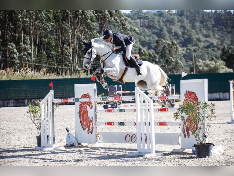 Caballo de deporte portugués Yegua 9 años 169 cm Tordo in Cascais