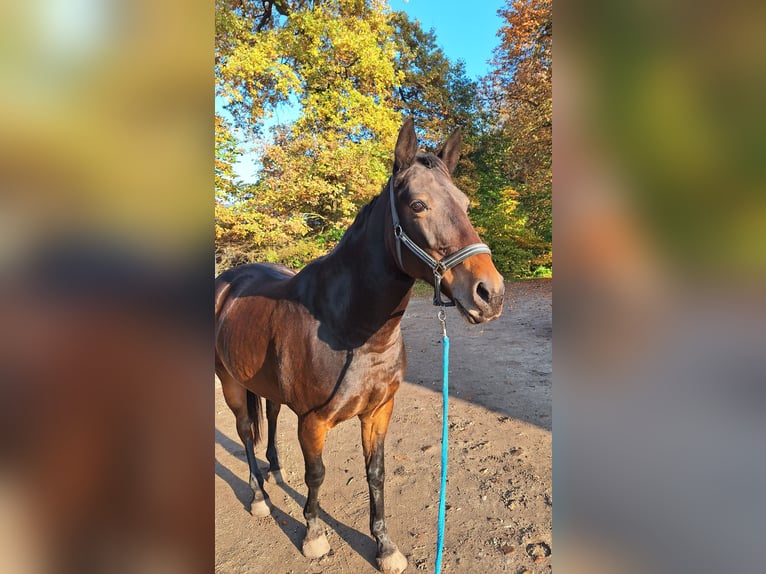 Caballo de equitación alemán pequeño Caballo castrado 11 años 161 cm Castaño oscuro in Norderstedt