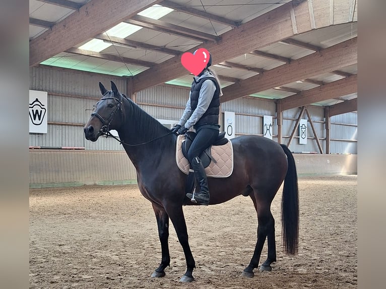 Caballo de equitación alemán pequeño Caballo castrado 11 años 161 cm Castaño oscuro in Norderstedt