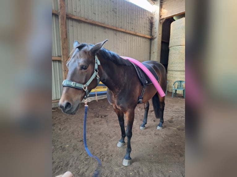 Caballo de equitación alemán pequeño Caballo castrado 11 años 161 cm Castaño oscuro in Norderstedt