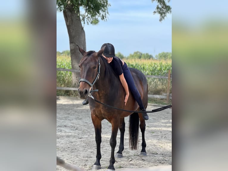 Caballo de equitación alemán pequeño Caballo castrado 11 años 161 cm Castaño oscuro in Norderstedt