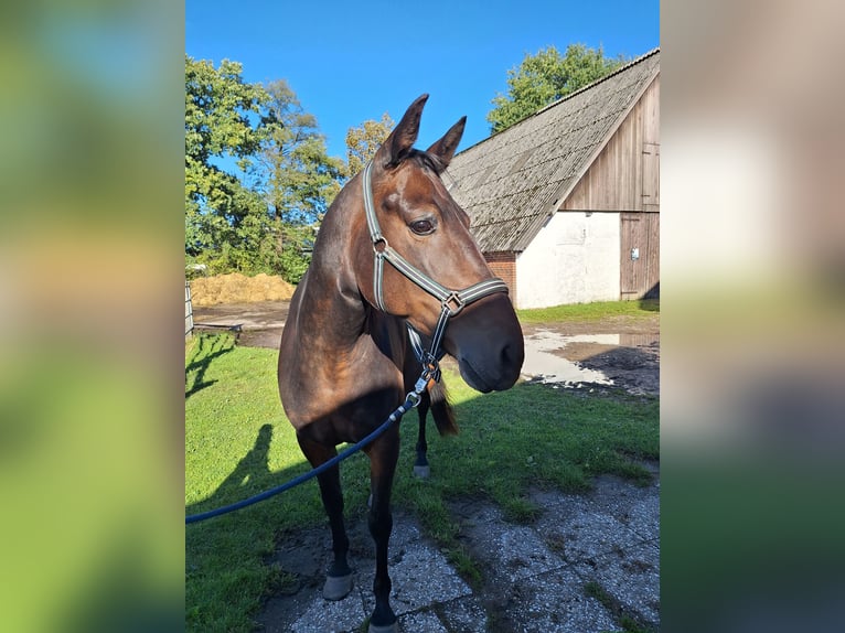 Caballo de equitación alemán pequeño Caballo castrado 11 años 161 cm Castaño oscuro in Norderstedt