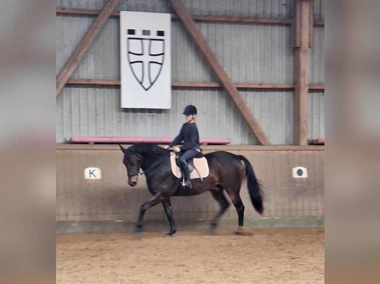 Caballo de equitación alemán pequeño Caballo castrado 11 años 161 cm Castaño oscuro in Norderstedt