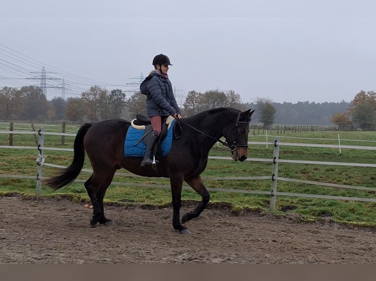 Caballo de equitación alemán pequeño Caballo castrado 11 años 161 cm Castaño oscuro in Norderstedt