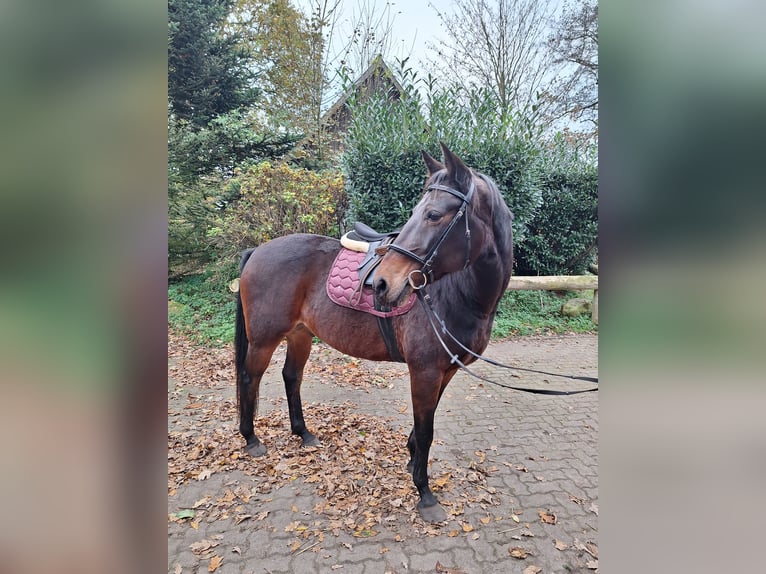 Caballo de equitación alemán pequeño Caballo castrado 11 años 161 cm Castaño oscuro in Norderstedt