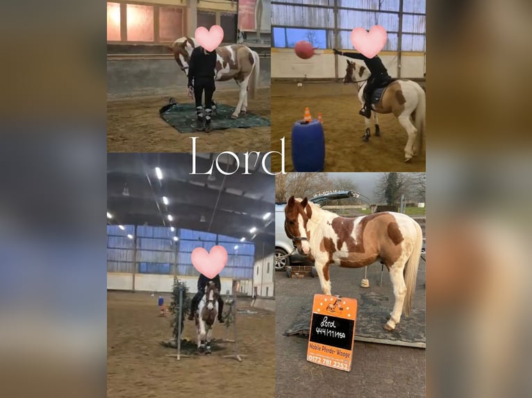 Caballo de equitación alemán pequeño Caballo castrado 12 años 150 cm Pío in Kenzingen