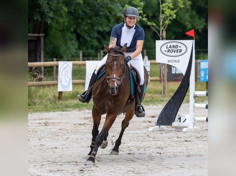 Caballo de equitación alemán pequeño Caballo castrado 13 años 160 cm Castaño in Baudour