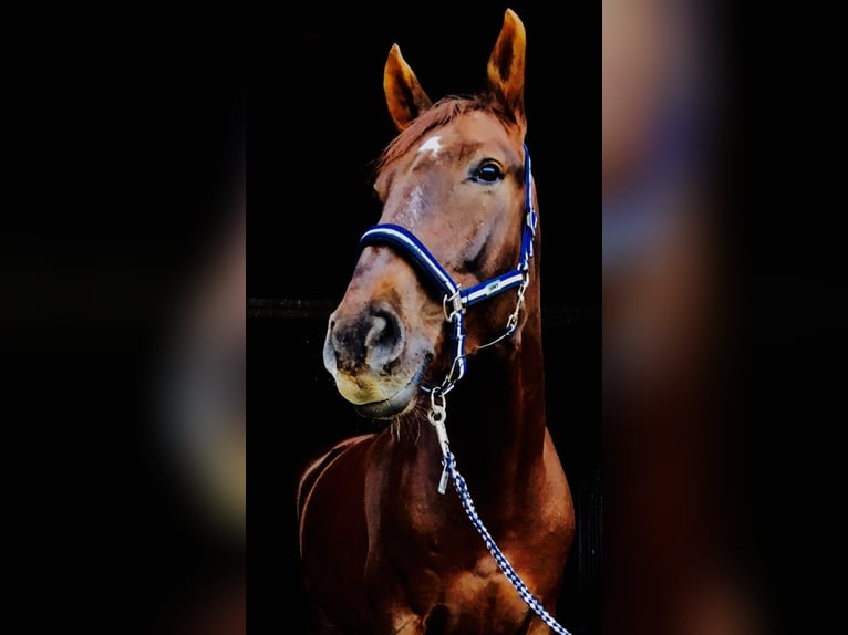 Caballo de equitación alemán pequeño Caballo castrado 14 años 167 cm Alazán-tostado in Lage Neuenhaus