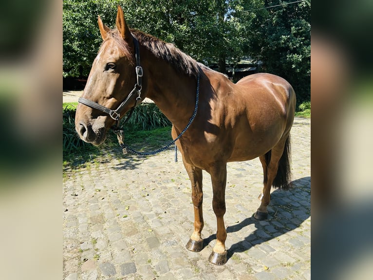 Caballo de equitación alemán pequeño Caballo castrado 14 años 167 cm Alazán-tostado in Lage Neuenhaus