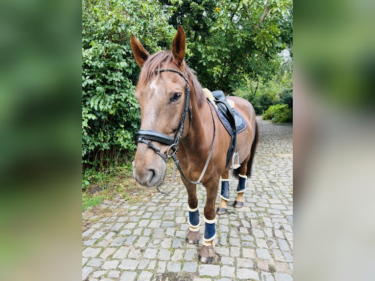 Caballo de equitación alemán pequeño Caballo castrado 14 años 167 cm Alazán-tostado in Lage Neuenhaus