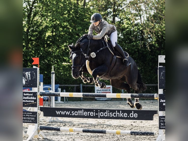 Caballo de equitación alemán pequeño Caballo castrado 15 años 164 cm Negro in Isernhagen