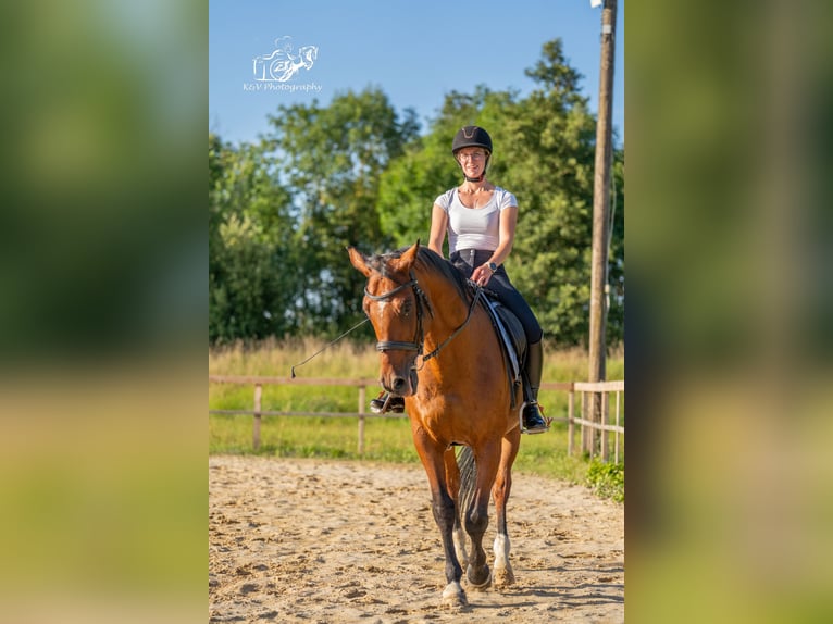 Caballo de equitación alemán pequeño Caballo castrado 15 años 165 cm Castaño in Herzberg am Harz