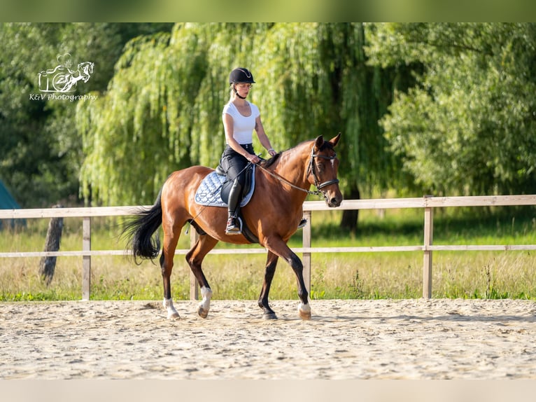 Caballo de equitación alemán pequeño Caballo castrado 15 años 165 cm Castaño in Herzberg am Harz