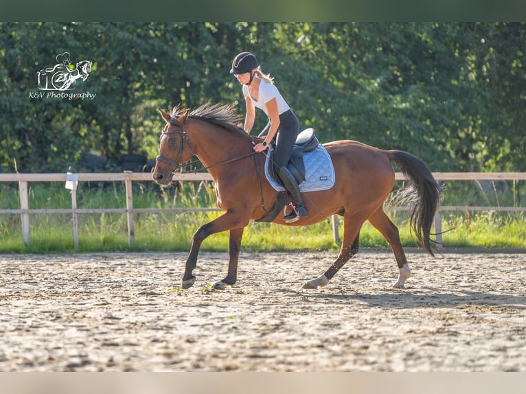 Caballo de equitación alemán pequeño Caballo castrado 15 años 165 cm Castaño in Herzberg am Harz